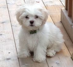 Malshi puppy! This is what our Moses looks like but Moses has some tan color. #maltese Malshi Puppies, Shih Tzu Maltese Mix, Maltese Shih Tzu, Maltese Mix, Teacup Maltese, Teddy Bear Dog, Maltese Puppies, Cutest Puppies, Tail Wagging