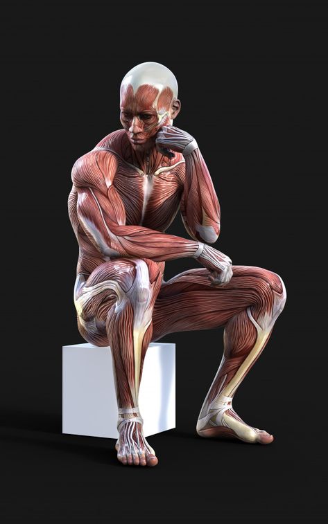 Muscle Pose, Male Muscle, Skeleton Anatomy, Artists Painting, Anatomy Sculpture, Modern Graphic Art, Human Anatomy Drawing, Human Anatomy Art, Anatomy Poses