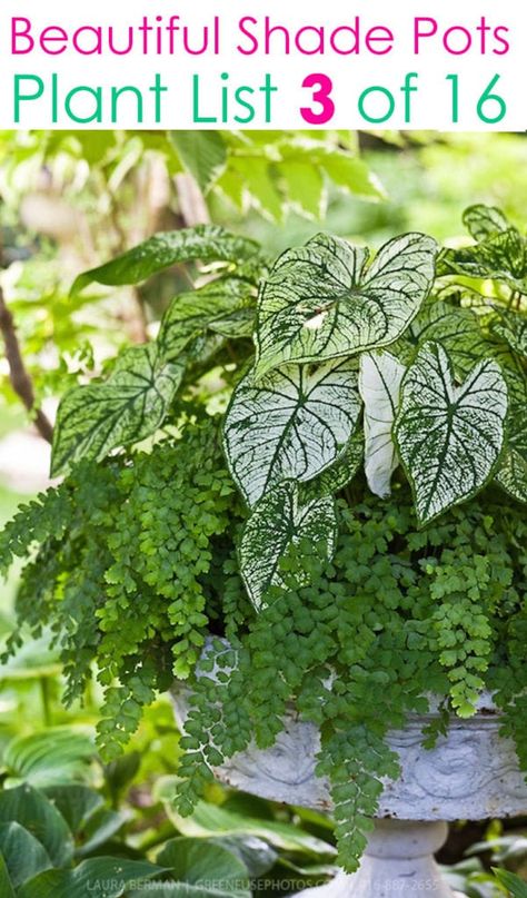 Fern Planters, White Urn, Maidenhair Fern, Garden Farm, Garden Plant Pots, Container Gardening Flowers, Shade Flowers, Farm Food, Fern Plant