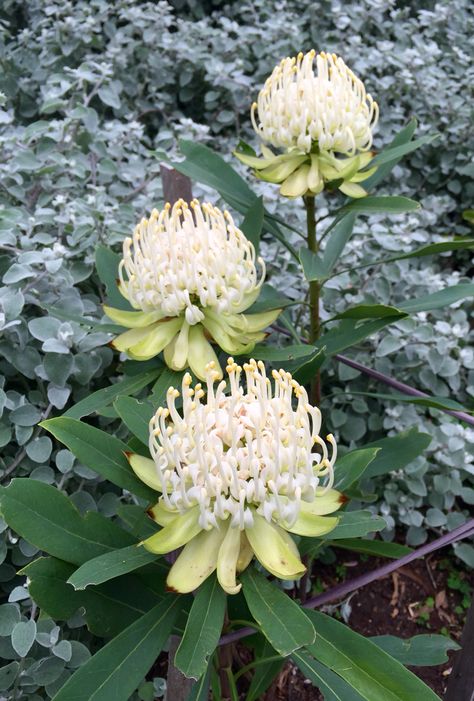 White Protea Flower, Myth Painting, Waratah Illustration, White Waratah, White King Protea, Waratah Flower, Flower Centrepiece, Plants Pictures, Pool Landscape