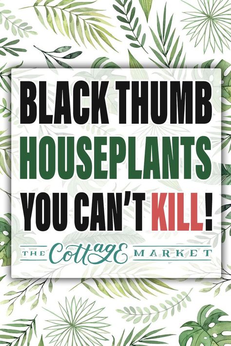 Black Thumb Houseplants You Can’t Kill Black Thumb, Farmhouse Outdoor, Golden Pothos, Cottage Market, Iron Plant, Fast Growing Plants, Jade Plants, Interior Plants, Office Plants