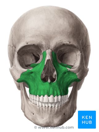 The Maxilla - Anatomy, Development, Pathologies | Kenhub Happy Birthday Mom Poems, Palate Expander, Sphenoid Bone, Skull Anatomy, Head Anatomy, Skull Model, Body Diagram, Skull Drawing, Medical Science