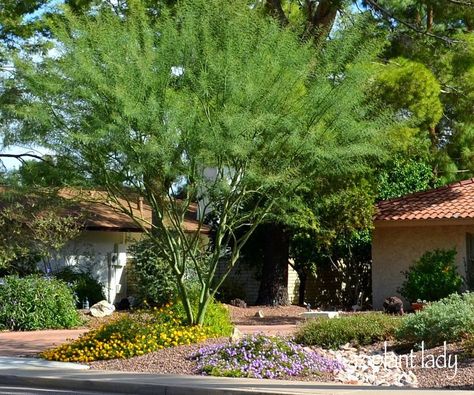 Desert Museum Palo Verde, Water Saving Landscape, Xeriscape Front Yard, Low Water Landscaping, Ways To Save Water, Garden Perennials, Radio Interview, Drought Tolerant Garden, Drought Tolerant Landscape