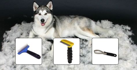 Husky Grooming, My Husky, Husky Mix, A Husky, Rottweiler Puppies, Like A Cat, Husky Puppy, Wolf Dog, Dog Travel