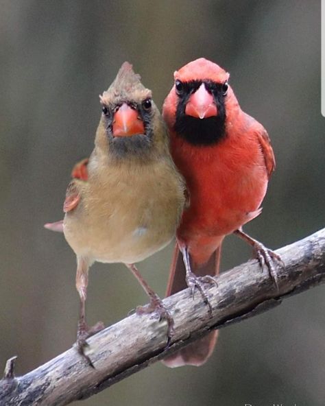 Cardinal Birds Art, Wood Photo, Cardinal Birds, Backyard Birds, Bird Pictures, Bird Drawings, Pretty Birds, Red Birds, Colorful Birds