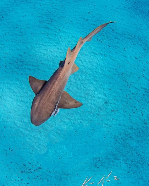 Ken Kiefer on Instagram: “Nurse Shark from above the Bimini Blue waters #biminiblue #nurse #nurseshark #sharkwaterextinction #sharks” Nurse Shark Wallpaper, Shark From Above, Shark Background, Shark Images, Shark Pictures, Shark Drawing, Nurse Shark, Ocean Backgrounds, Shark Gifts