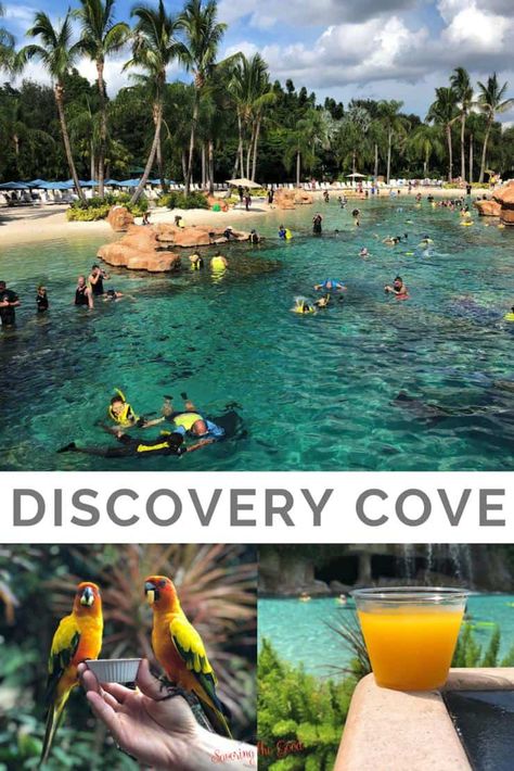 Discovery Cove Orlando Tips, Orlando Florida Things To Do, Discovery Cove Orlando, Orlando Florida Vacation, Florida Vacation Spots, Davenport Florida, Destin Florida Vacation, Florida Travel Destinations, Swim With Dolphins