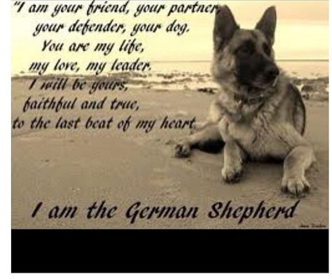 The German Shepherd Dog German Shepherd Quotes Loyalty, Shepherd Quotes, German Shepherd Quotes, Quotes Loyalty, Funny German Shepherd, Coban, The Shepherd, German Shepherd Dog, Shepherd Puppies