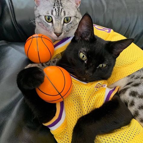 🇧 🇱 🇦 🇨 🇰 - 🇨 🇦 🇹 🇸 🇺🇲 di Instagram "Yes we play basketball 🏀😍🔥 Swipe ➡️to see more 💕 Follow @catsisterqueens . . . 📷Credit @catsisterqueens . . #basketballcats #basketball…" Cat Basketball, Basketball Vibes, Basketball Boys, Basketball Plays, Play Basketball, Quiet Luxury, High Society, Asian Boys, Basketball Jersey