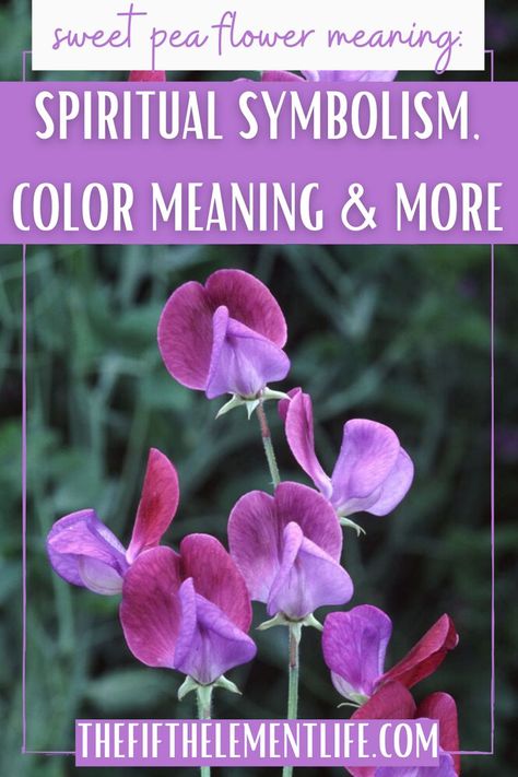 Sweet Pea Flower Meaning Ohana Tattoo, Sweet Pea Flower, Smelling Flowers, Sweet Pea Flowers, Flower Meanings, Plant Guide, Pea Flower, Color Meanings, Floral Scent