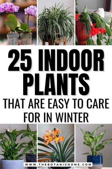 Cozy indoor space featuring healthy, vibrant cool plants that flourish in winter conditions. Winter Plants Indoor, Fast Growing Indoor Plants, Beneficial House Plants, Best Indoor Plants For Low Light, Low Light Plants Indoor, Best House Plants, Indoor Plant Care Guide, Seasonal Plants, Low Maintenance Indoor Plants