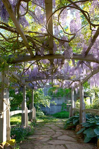 Tangled Garden – Gardens, Tea Room, Weddings, Events Production Kitchen, Tangled Garden, Wisteria Trellis, Garden Labyrinth, Flowers Architecture, Wisteria Pergola, East Coast Canada, Nova Scotia Travel, Nova Scotia Wedding