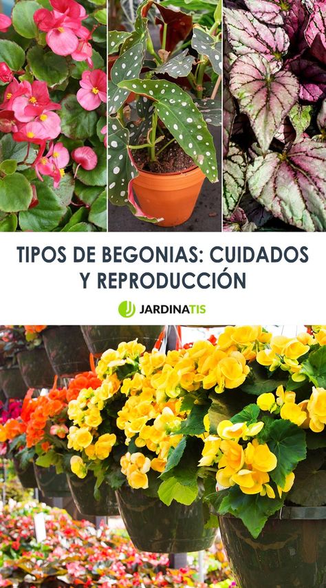 Tipos de begonias - Jardinatis La begonia es uno de los mayores géneros de plantas con flores con unas 1.500 especies. ¿Lo sabíais? Si queréis conocer cuáles son sus principales variedades y sus cuidados, nos os perdáis este artículo. @jardinatis #jardinería #planta #begonia #tipos #cuidados #reproducción #multiplicación Terrarium Plants, Bottle Painting, Beautiful Gardens, Terrarium, Planting Flowers, Cactus, Patio, Plants, Flowers