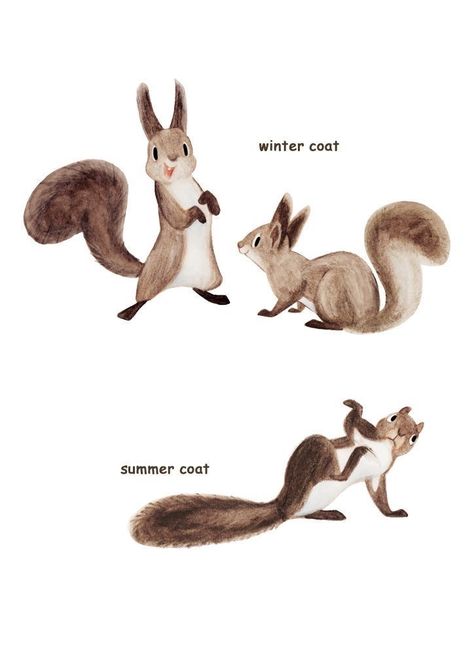 Squirrel Illustration, Squirrel Art, Animal Doodles, Cute Squirrel, Red Squirrel, 캐릭터 드로잉, Animal Sketches, Character Design Animation, Kids' Book