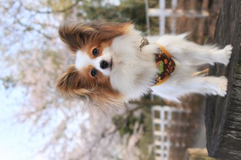 papillon Papillon Dog Puppy, Papillon Dogs, Papillon Puppy, Papillon Dog, Loyal Dogs, Really Cute Dogs, Animal Companions, Happy Animals, Baby Dogs