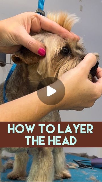 Yorkie Grooming Styles, Cute Yorkie Haircut, Yorkie Teddy Bear Cut, Yorkie Puppy Cut, Yorkie Grooming, Grooming Yorkies, Dog Grooming Shih Tzu, Yorkie Haircut, Yorkshire Terrier Grooming