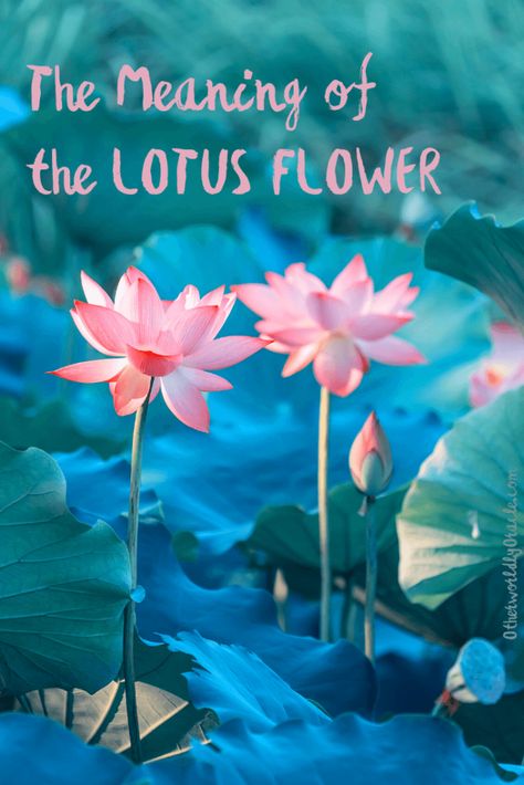 Lotus Flower Meaning, Symbolism and Spiritual Significance in Your Life Lotus Symbol Meaning, Lotus Meaning, Lotus Flower Quote, Green Witchery, Lotus Flower Tattoo Meaning, Lotus Flower Meaning, Swamp Witch, The Lotus Flower, Lotus Symbol