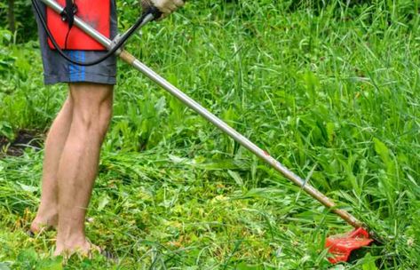 Learn the best way to clear brush, vines, small trees, and undergrowth. I detail what clearing equipment you need to clear your land and the steps to follow. Clearing Brush From Yard, Overgrown Yard Clean Up, Clearing Brush, Blackberry Bush, Planting Grass, Land Clearing, Blueberry Bushes, Live Oak Trees, Diy Yard