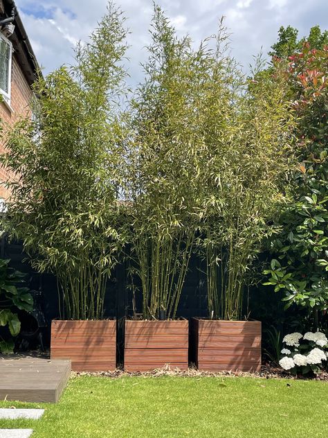 Potted Bamboo Outdoor, Bamboo In Garden, American Clay Walls, Bungalow Backyard, Evergreen Trees For Privacy, Bamboo Hedge, Bamboo Outdoor, Bamboo In Pots, Bamboo Screening