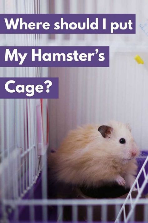 Hamster Facts, Hamster Care Tips, Hamster Species, Pigs As Pets, Hamster Cage Ideas, Hamster Ideas, Hamsters As Pets, Hamster Life, Hamster Diy