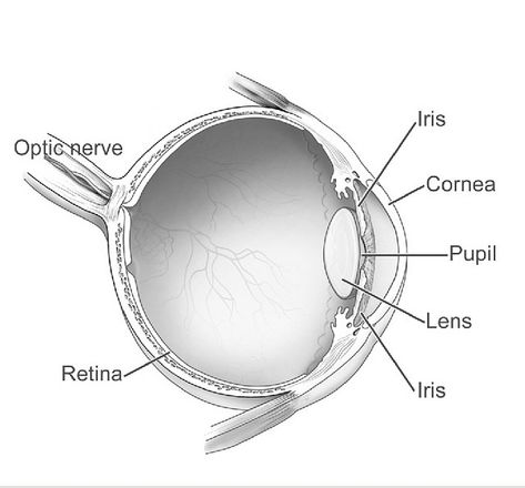 Vision and Visual Perception Challenges | Interaction Design Foundation Diagram Of The Eye, Human Eye Diagram, Retina Surgery, Corneal Abrasion, Eye Function, Eye Anatomy, Optic Nerve, Parts Of The Eye, Falling Water