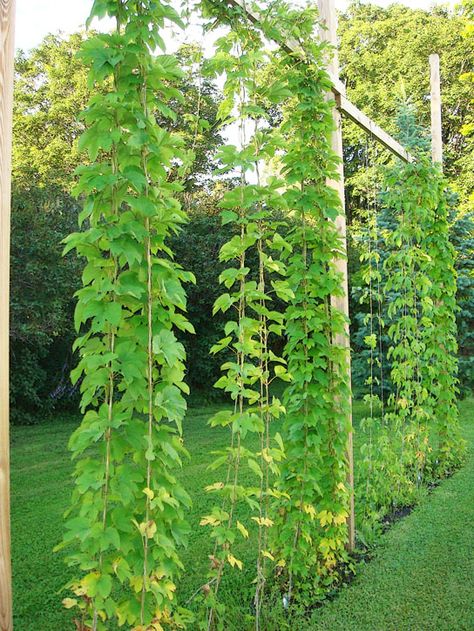 Hops Growing, Hop Trellis, Hops Trellis, Growing Hops, Hops Vine, Vine Trellis, Brewery Design, Garden Vines, Food Production