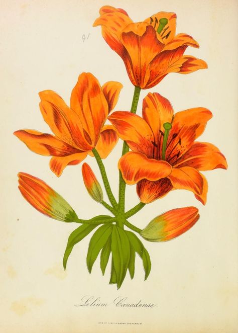 n379_w1150 | Botanical description and medical, culinary & o… | Flickr Lilies Drawing, Flower Print Pattern, Botanical Vintage, Lily Painting, Botanical Illustration Vintage, Smithsonian Institution, Medical Illustration, Botanical Drawings, Plant Art