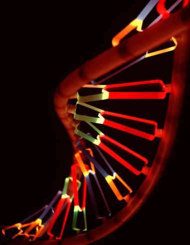 Fritz Goro—Time & Life Pictures/Getty Images -- Representation of a segment of a DNA molecule, 1963. Dna Facts, Dna Molecule, Microscopic Images, Photographer Pictures, Intelligent Design, Dna Test, Biochemistry, Science Art, Science And Nature