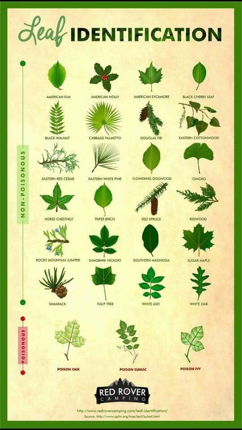 Poison Sumac, Different Types Of Plants, Leaf Identification, Poison Oak, Tree Identification, Survival Life Hacks, Plant Identification, Survival Life, Wilderness Survival