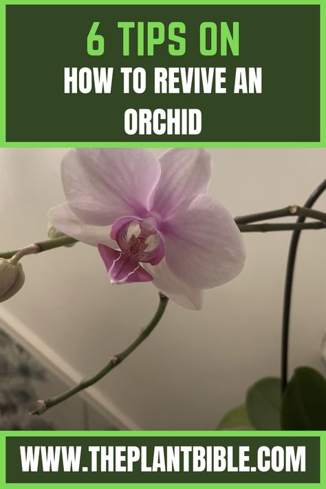 How To Revive An Orchid Orchid Food, Indoor Orchids, Fertilizer For Plants, Flower Care, Orchid Care, Peat Moss, Orchid Plants, Be Pretty, Edible Plants