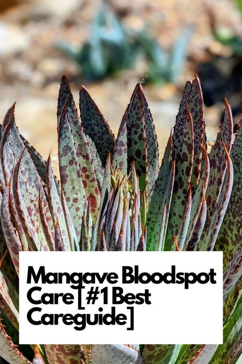 Explore the #1 Best Careguide for Thriving Succulents. Discover ideal conditions, maintenance tips, and more. Join us in mastering Mangave Bloodspot care and watch your garden flourish!  IG Photo by: mr_agave Desert Environment, Garden Games, Tall Flowers, Front Landscaping, Liquid Fertilizer, Neem Oil, Growing Indoors, Fragrant Flowers, Succulent Garden