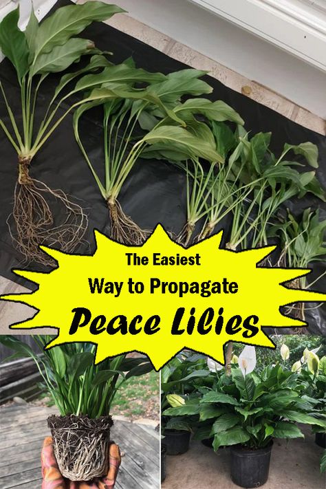 How To Propagate Peace Lily In Water, How To Propagate Peace Lily, Peace Lily Propagation, Repotting Peace Lily Houseplant, How To Revive A Peace Lily Plant, Propagating Peace Lily, Propagate Peace Lily, Lawn Hacks, Flowers Arrangements Simple