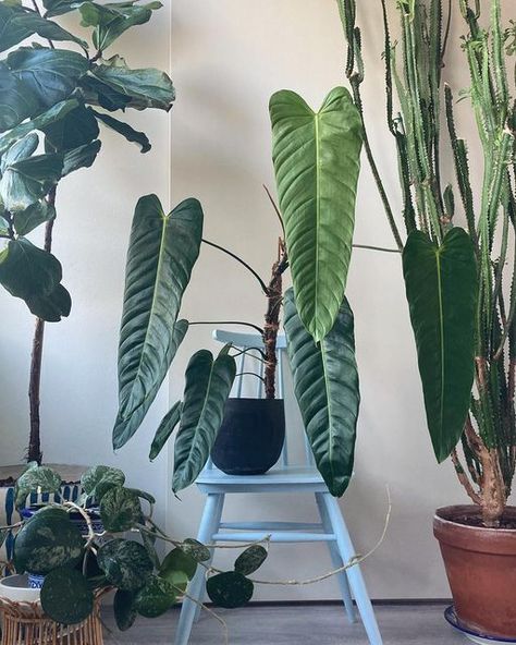 Philodendron Esmeraldense, Hoya Obovata, Fiddle Leaf Fig, Urban Jungle, Green Thumb, Patio Garden, House Plants, Orchids, Plant Leaves