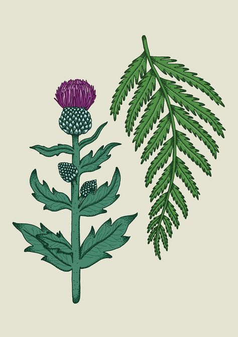 Thistle and Fern on Behance Thistle Illustration, Thistle Art, Thistle Leaves, Thistles Art, Fern Leaf, Fern Green, Maximalism, Fern, Folk Art