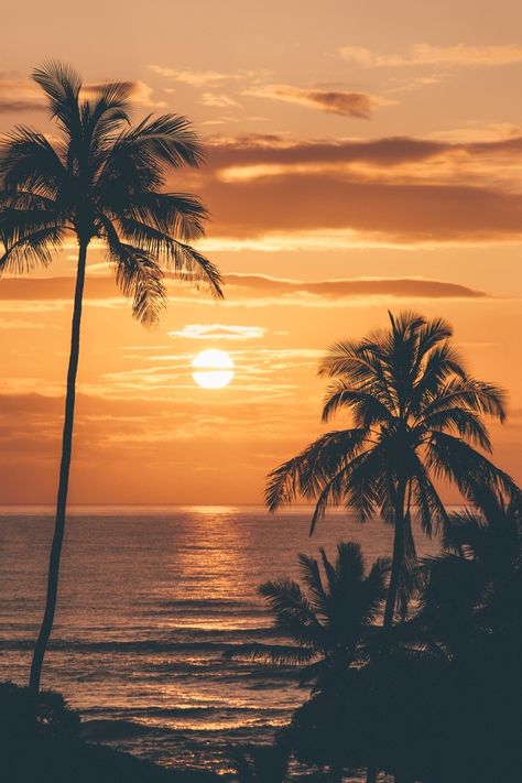 Plants Diy, Landscape Beach, Palm Tree Sunset, Tree Jewelry, On The Ocean, Beach Wallpaper, Sunset Wallpaper, Tree Silhouette, Beautiful Sunrise