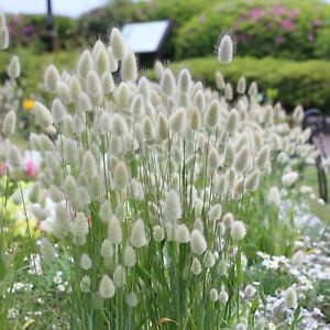 Pennisetum Villosum, Eucalyptus Deglupta, Dried Flowers Crafts, Ornamental Flower, Ornamental Grass, Fountain Grass, Grasses Landscaping, Bunny Tails, Grasses Garden