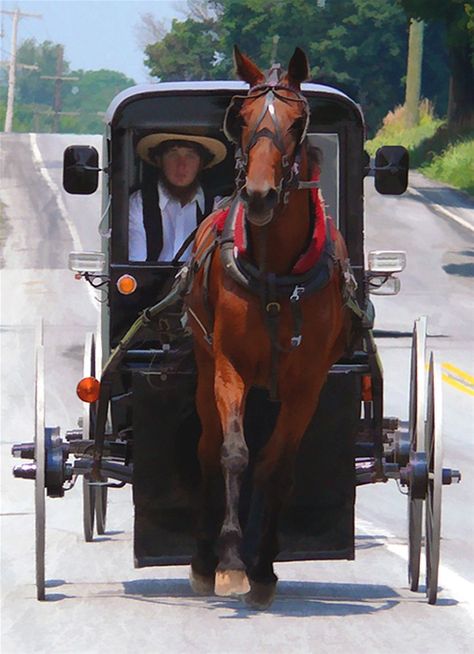 Amish - Amish man and his buggy. They take great care and pride in their buggies and horses. Amish Town, Amish Country Ohio, Amish Men, Amish Culture, Plain People, Amish Farm, Amish Community, Horse And Buggy, Pennsylvania Dutch