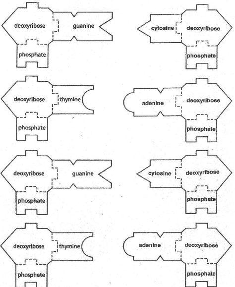 DNA/RNA template Dna Template, Dna Activities, Biology Genetics, Biology Worksheet, Dna Replication, Biology Resources, Coloring Worksheet, Biology Classroom, 7th Grade Science