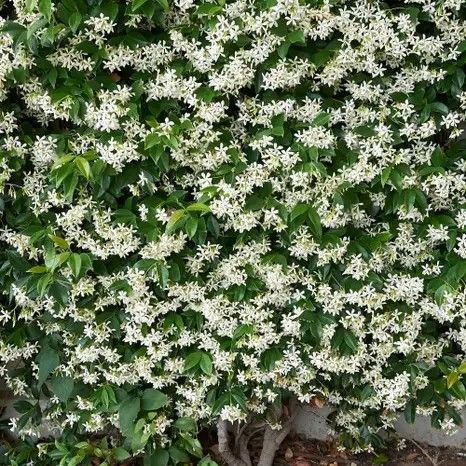 Small Garden Shrubs, Flower Hedge, Hedge Plants, Trachelospermum Jasminoides, Fast Growing Hedge, Jasmine Vine, Low Maintenance Shrubs, Evergreen Hedge, Garden Hedges