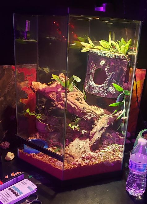 Plants, Reptiles, Skink, Enclosure Ideas Hexagon Fish Tank Ideas, Skink Enclosure, Blue Tailed Skink, Tree Frog Terrarium, Fish Tank Garden, Frog Terrarium, Blue Tail, Reptile Tank, Tree Frog