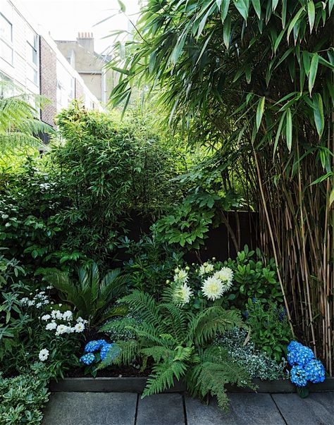 Christine Chang Hanway, London garden, Garden as exterior room, blue hydrangeas, white dahlia, bamboo, Matthew Williams | Gardenista Ombra Pergola, Garden Ideas Uk, Small Tropical Gardens, Small Urban Garden, Small City Garden, Urban Garden Design, White Dahlia, Tropical Garden Design, Small Courtyard Gardens