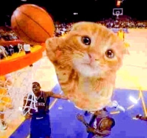 Silly Cats Pictures, Haiwan Peliharaan, Silly Images, A Basketball, Cats Funny, 웃긴 사진, Silly Animals, Silly Pictures, Funny Cute Cats