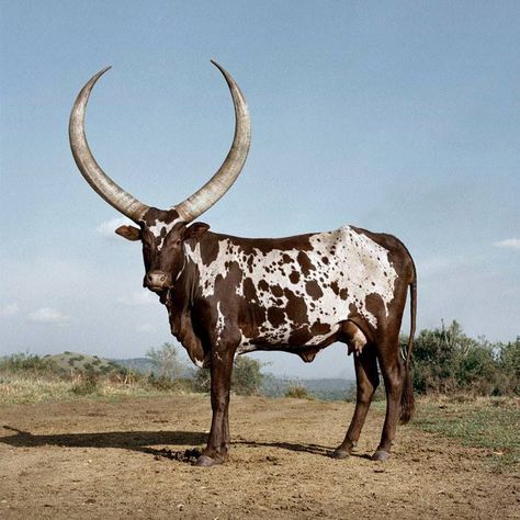 (16) The incredible horns of the Ankole cow in Lake... - Africa Geographic Ankole Watusi, Breeds Of Cows, Animals With Horns, Long Horns, Petit Tattoo, Bull Cow, Mule Deer, Unusual Animals, Manx