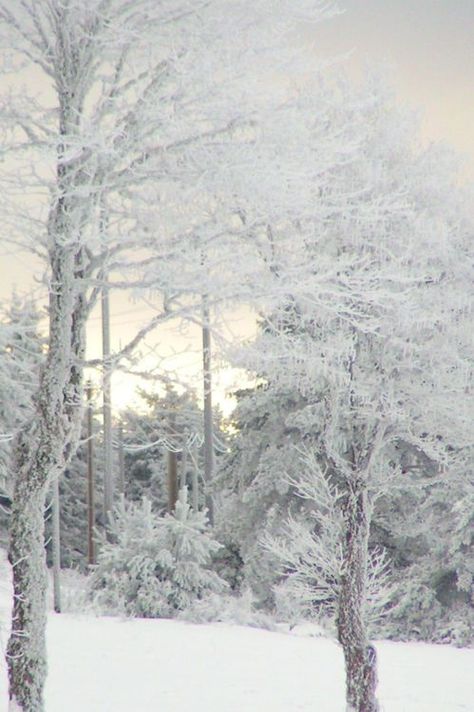 White Trees Pictures, Photos, and Images for Facebook, Tumblr, Pinterest, and Twitter Winters Tafereel, I Love Snow, Winter Schnee, Snow Covered Trees, I Love Winter, Winter's Tale, Winter Photos, Winter Love, Winter Magic