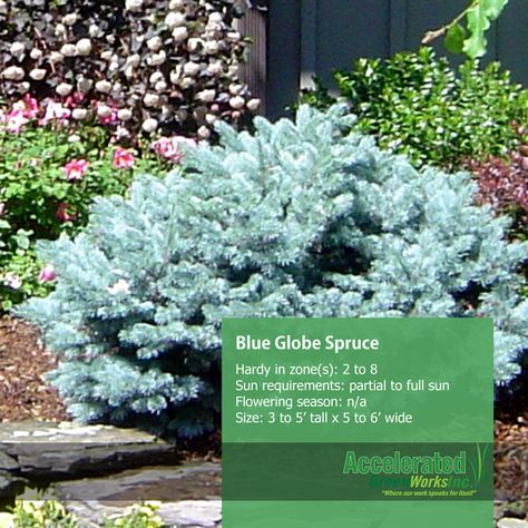 Globe Evergreen Shrubs, Berm Garden, Blue Globe Spruce, Bush's Lace Engelmann Spruce, Blue Wonder Blue Spruce, Weeping Blue Spruce, Globe Blue Spruce, Mountain Landscaping, Foliage Garden