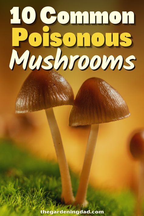 Mushroom Identification Chart, Fungi Identification, Common Mushrooms, Healing Mushrooms, Mushroom Things, Poison Mushroom, Mushrooms Toadstools, Harvest Ideas, Edible Wild Mushrooms