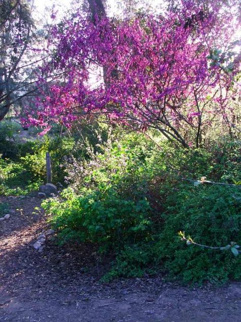 Western Redbud, Cercis occidentalis as a small tree. Cercis Occidentalis, Western Redbud, Trees For Front Yard, Fruit Bearing Trees, Eastern Redbud, Redbud Tree, Magenta Flowers, California Garden, Grandmas Garden