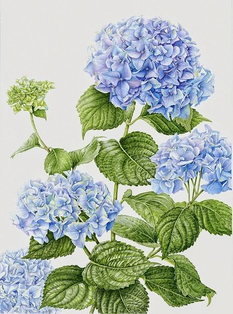 Big Leaf Hydrangea, Hydrangea Painting, Hydrangea Print, Blue Hydrangeas, Illustration Botanique, Vintage Botanical Prints, Plant Drawing, Botanical Painting, Botanical Watercolor