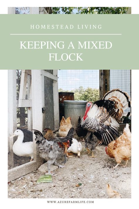 Turkey Coop, Azure Farm, Chickens And Ducks, Raising Turkeys, Backyard Ducks, Duck Coop, Chicken Poop, Raising Ducks, Raising Farm Animals