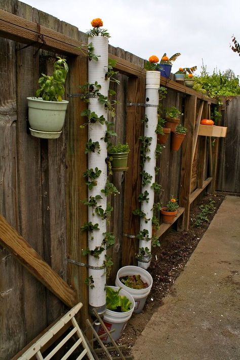 Strawberry tower | Reused PVC Pipe | DIY PVC Pipe Planters for Your Garden #pvcprojects #pvcpipe #diyplanters #diyplantersoutdoor #farmfoodfamily Strawberry Towers, Pipes Design, Garden Tower, Strawberry Tower, Vertical Garden Diy, Plants Growing, Tower Garden, Vertical Gardens, Garden Makeover